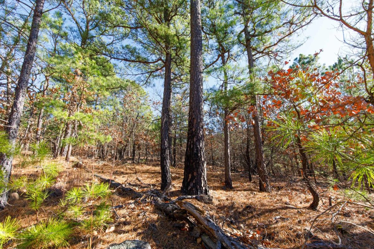 Decorative background for Stone Bridge Phase II Tract 128 image 8