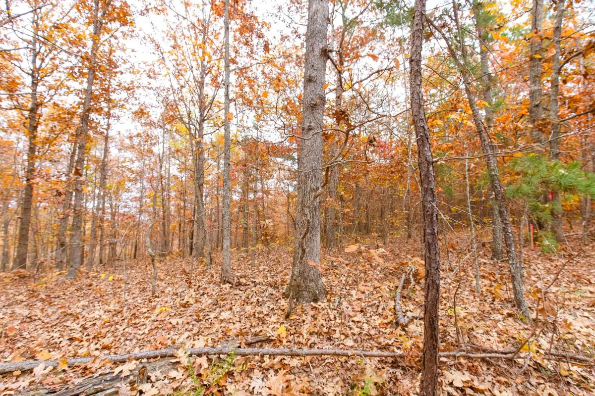 Hawkcrest Tract 6 - Image 3