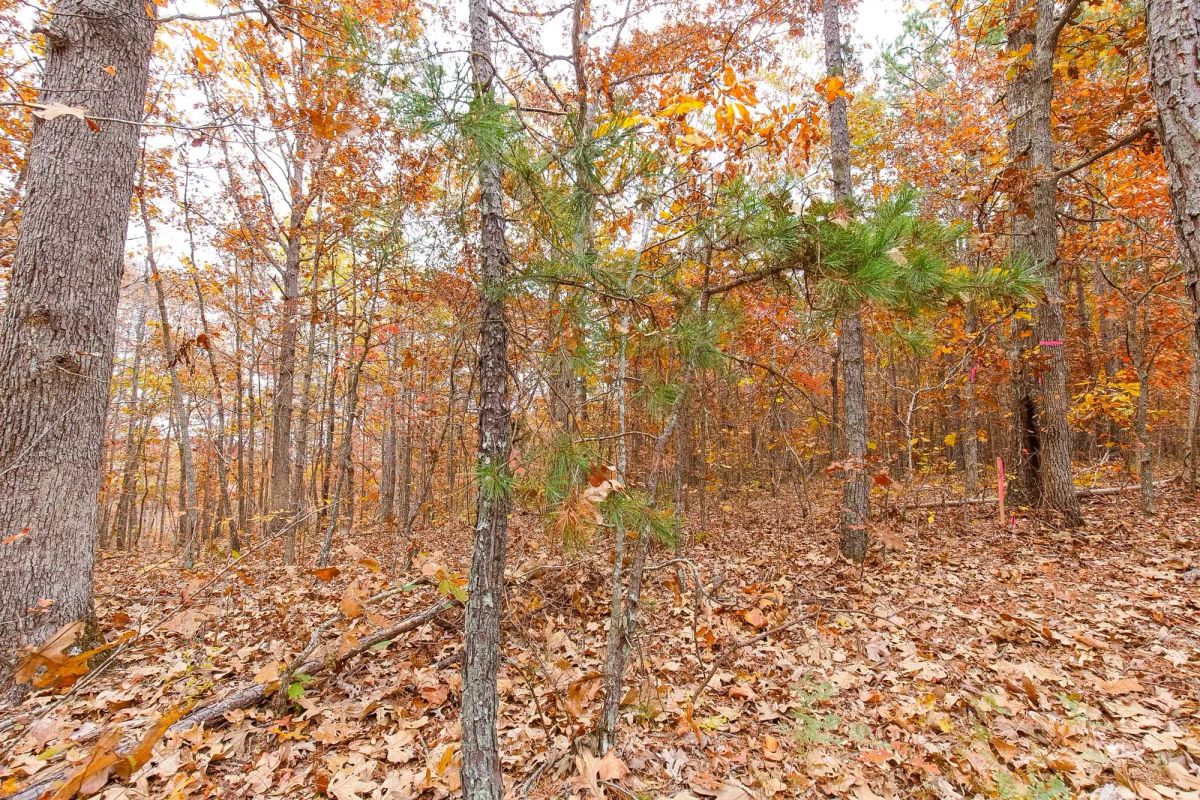Decorative background for Hawkcrest Tract 6 image 8