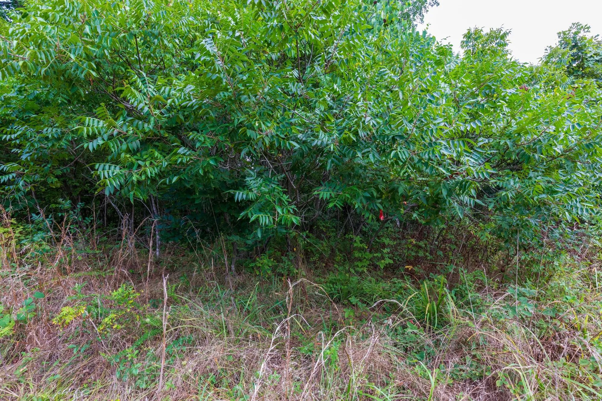 Cypress Ridge Tract 15 in Reynolds County, MO