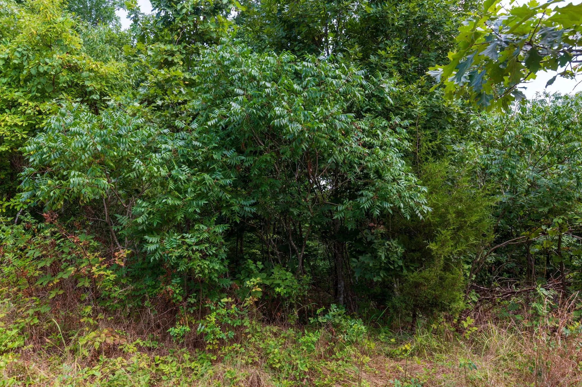 Cypress Ridge Tract 15 in Reynolds County, MO
