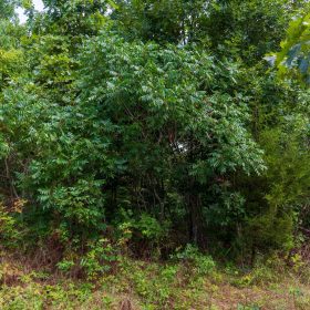 Cypress Ridge Tract 15 in Reynolds County, MO