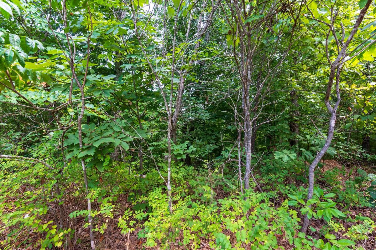 Decorative background for Cypress Ridge Tract 15 image 5
