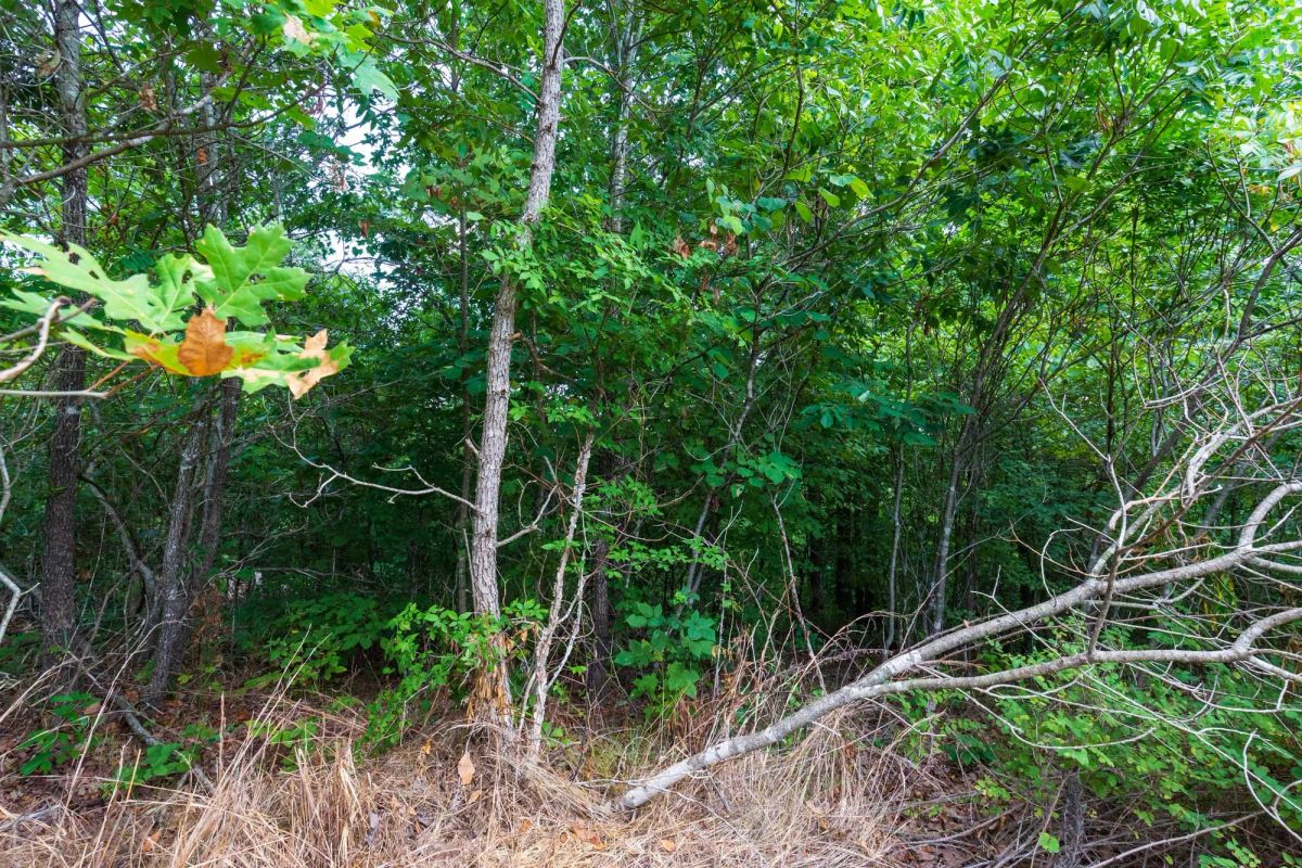 Decorative background for Cypress Ridge Tract 15 image 6