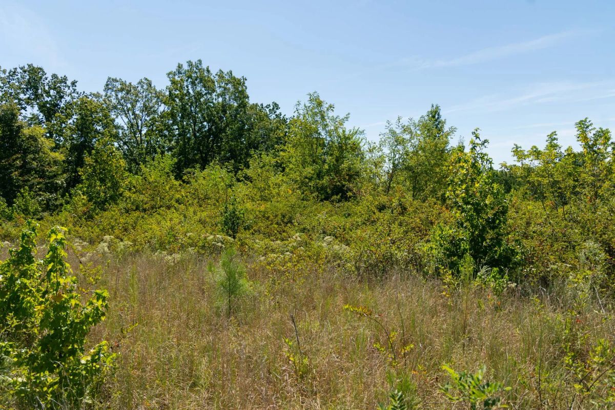 Big White Oak Tract 51 - Image 2