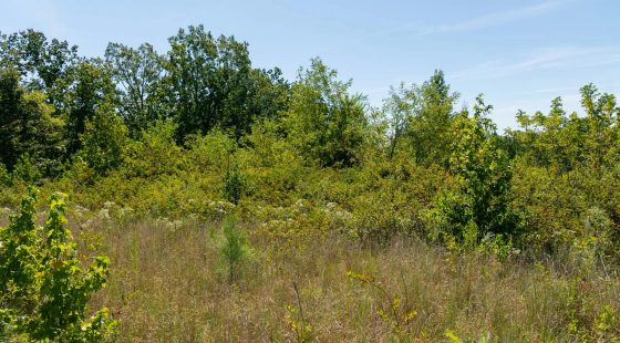Big White Oak Tract 51 in Perry County, TN