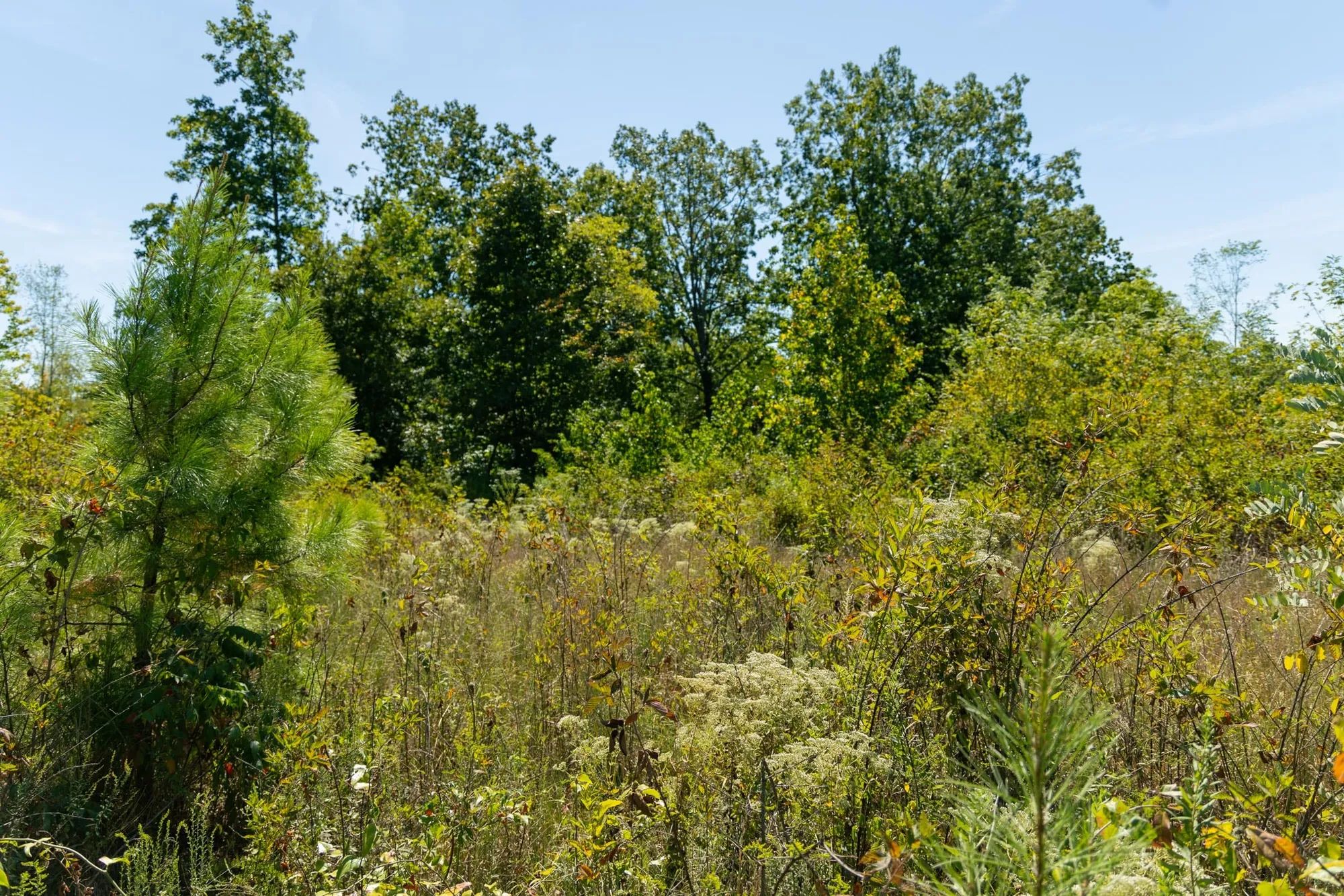 Big White Oak Tract 51 in Perry County, TN
