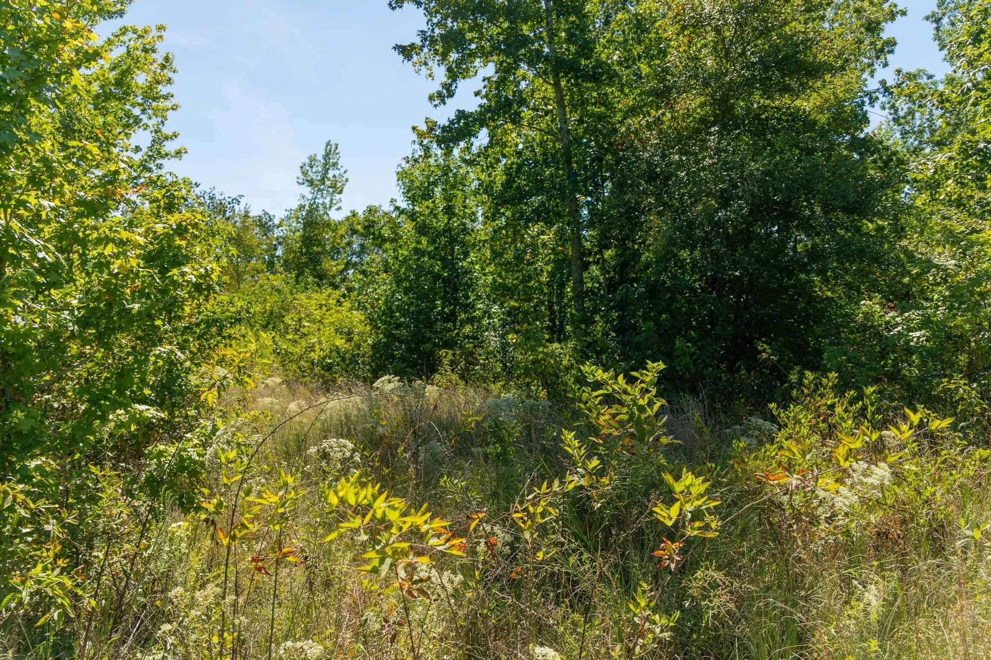Big White Oak Tract 51 in Perry County, TN