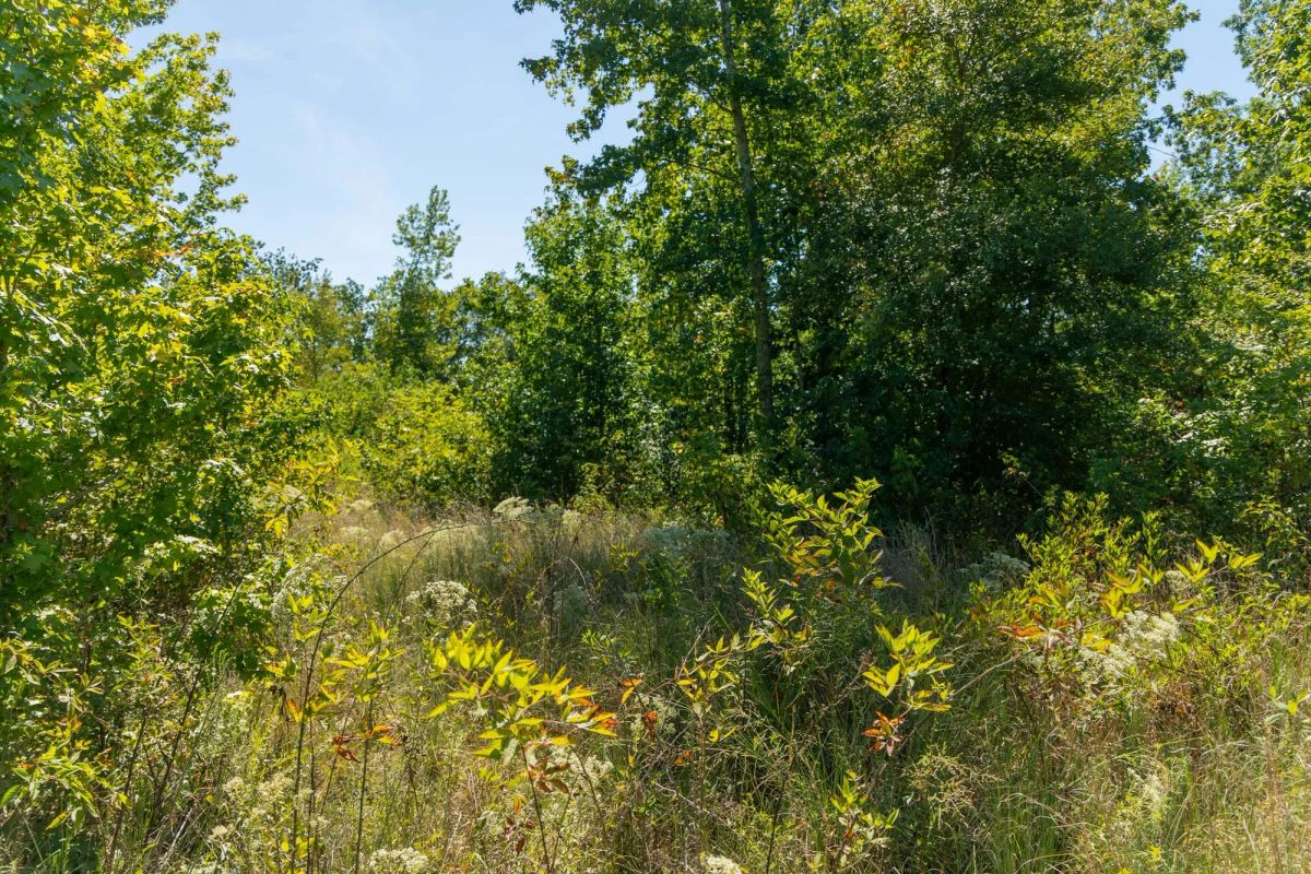 Big White Oak Tract 51 - Image 4