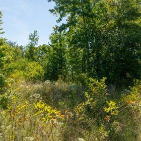 Big White Oak Tract 51 in Perry County, TN