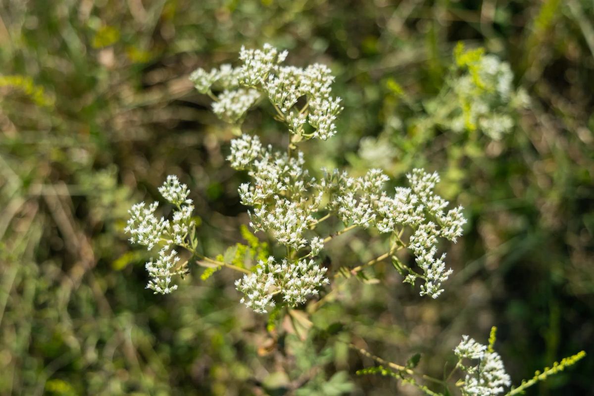 Decorative background for Big White Oak Tract 51 image 6