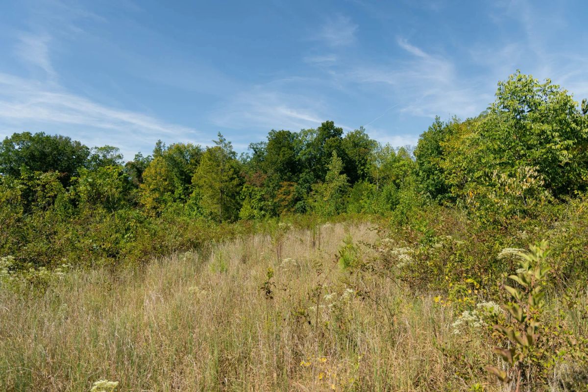 Decorative background for Big White Oak Tract 51 image 7