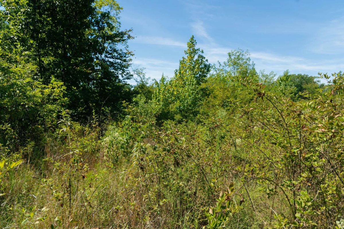 Decorative background for Big White Oak Tract 51 image 8