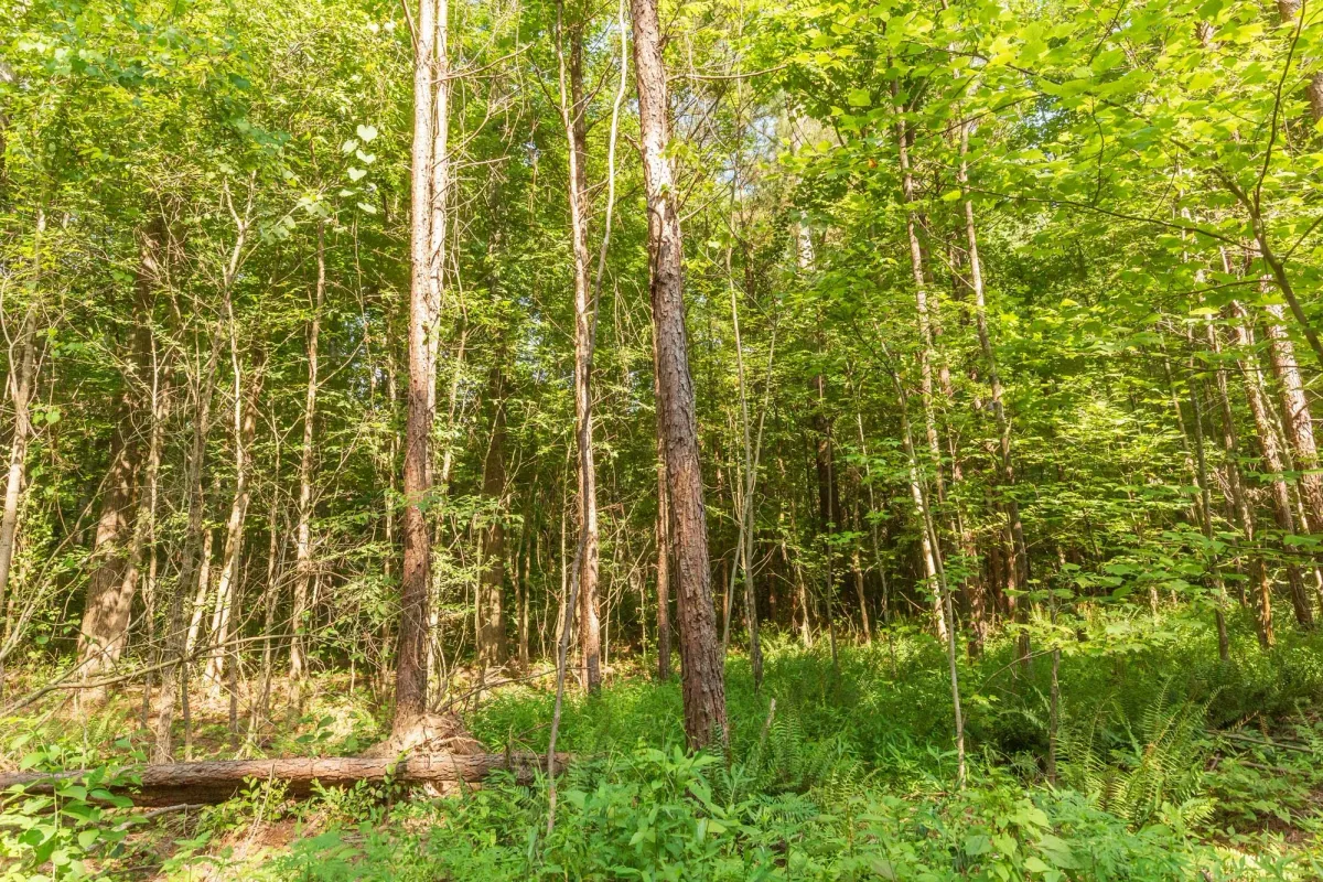 Whiskey Ridge Tract 91 - Image 2