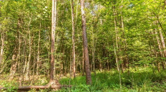 Whiskey Ridge Tract 91 in Henderson County, TN
