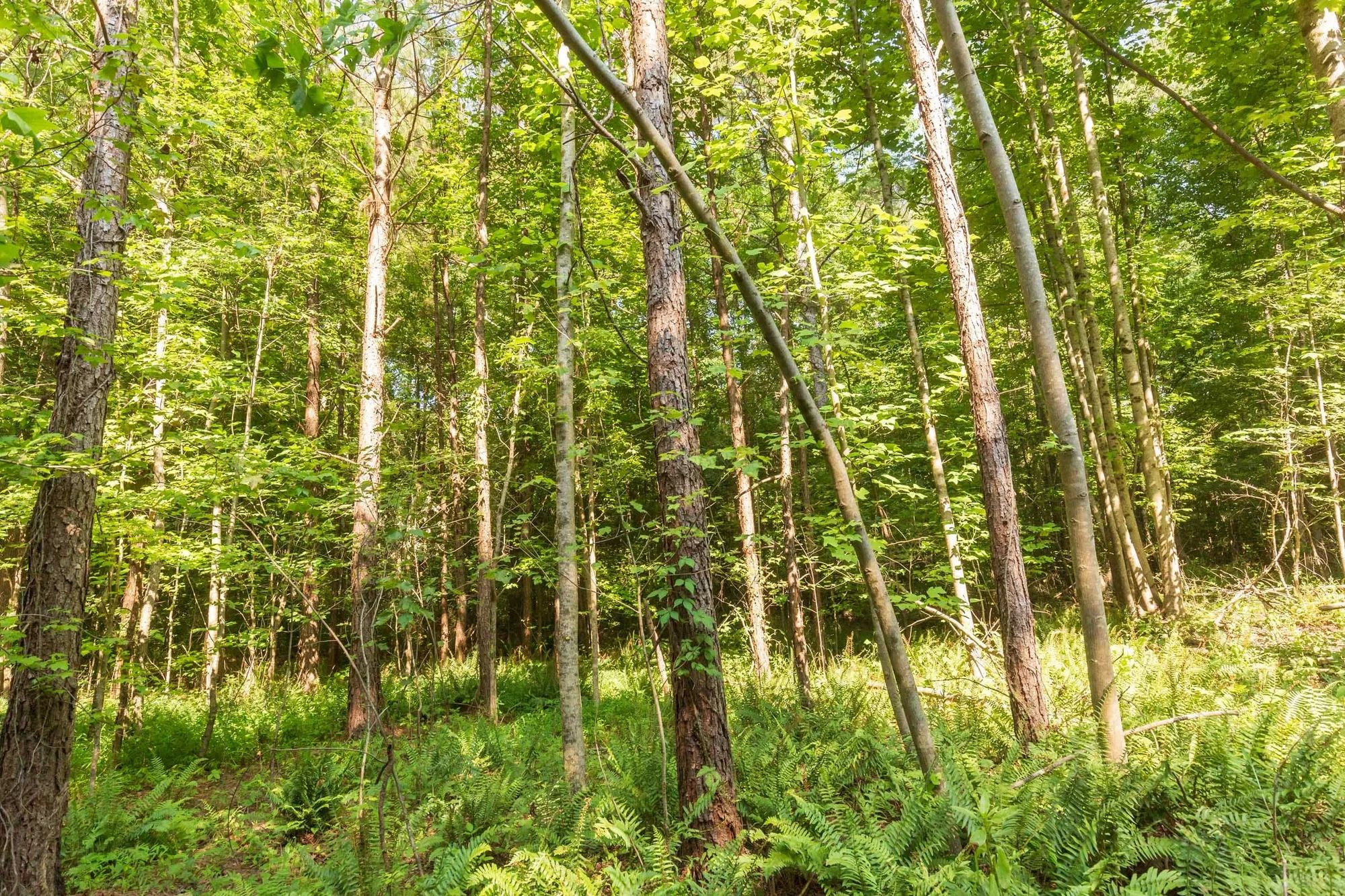 Whiskey Ridge Tract 91 in Henderson County, TN