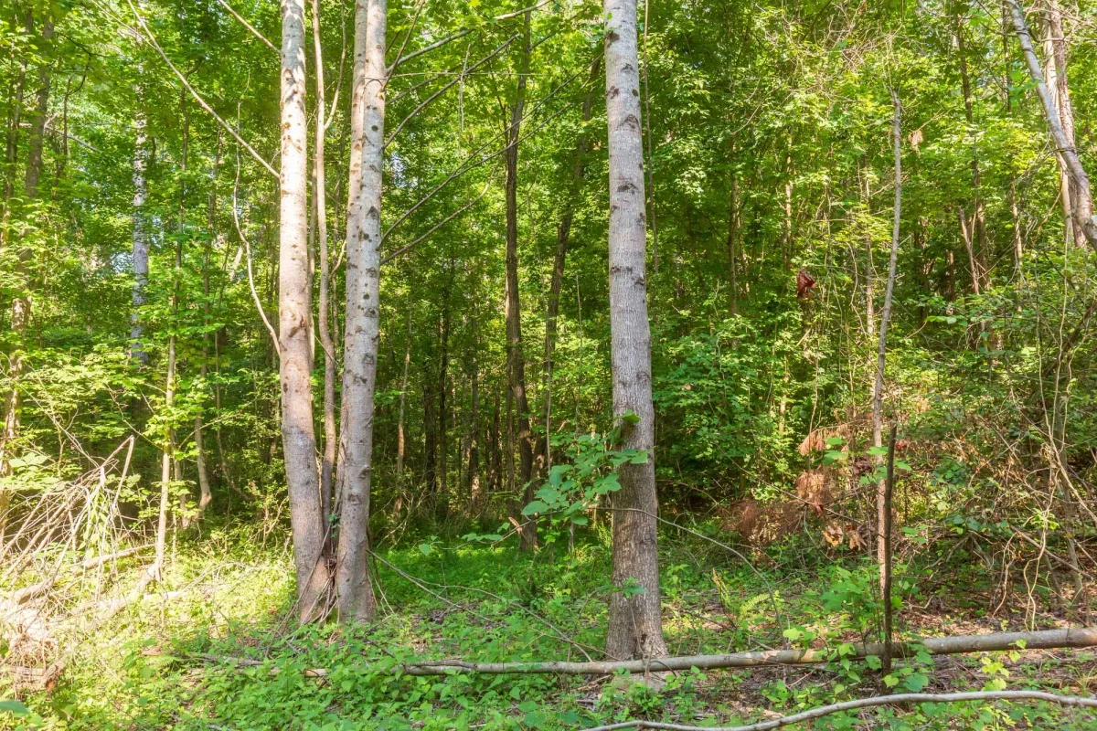 Whiskey Ridge Tract 91 - Image 4