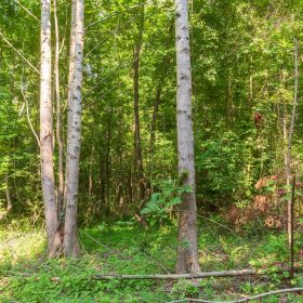 Whiskey Ridge Tract 91 in Henderson County, TN