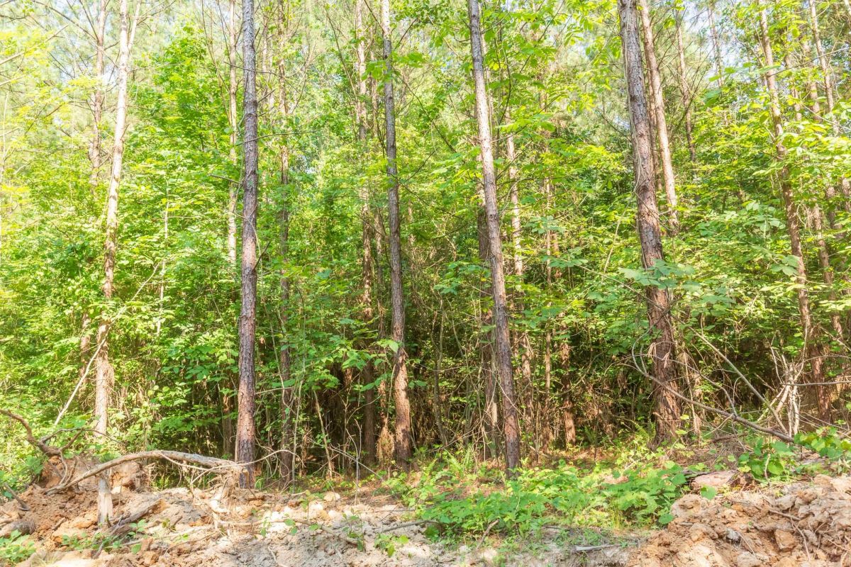 Decorative background for Whiskey Ridge Tract 91 image 5