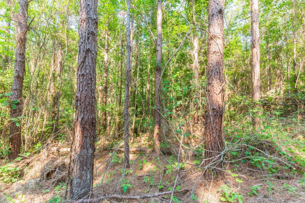 Decorative background for Whiskey Ridge Tract 91 image 7