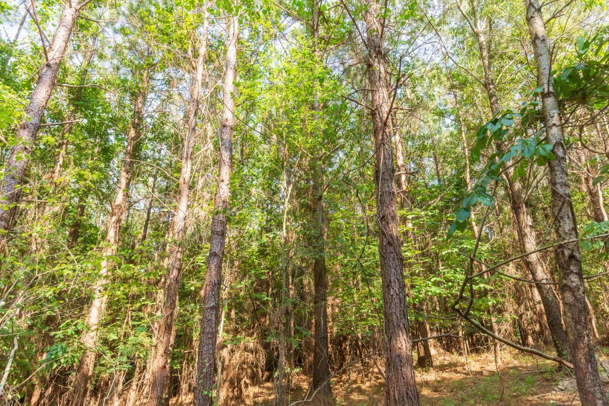 Decorative background for Whiskey Ridge Tract 91 image 9