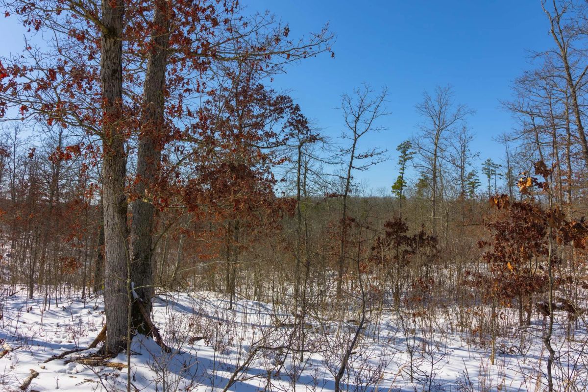 Decorative background for Sleepy Hollow Phase I Tract 2 image 11