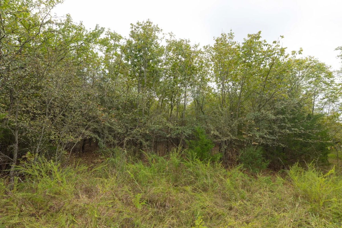 Decorative background for Reserves At Cattail Cove Phase II Tract 81 image 5