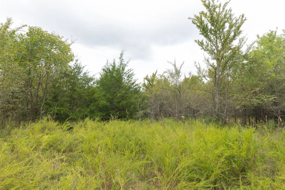 Decorative background for Reserves At Cattail Cove Phase II Tract 81 image 8