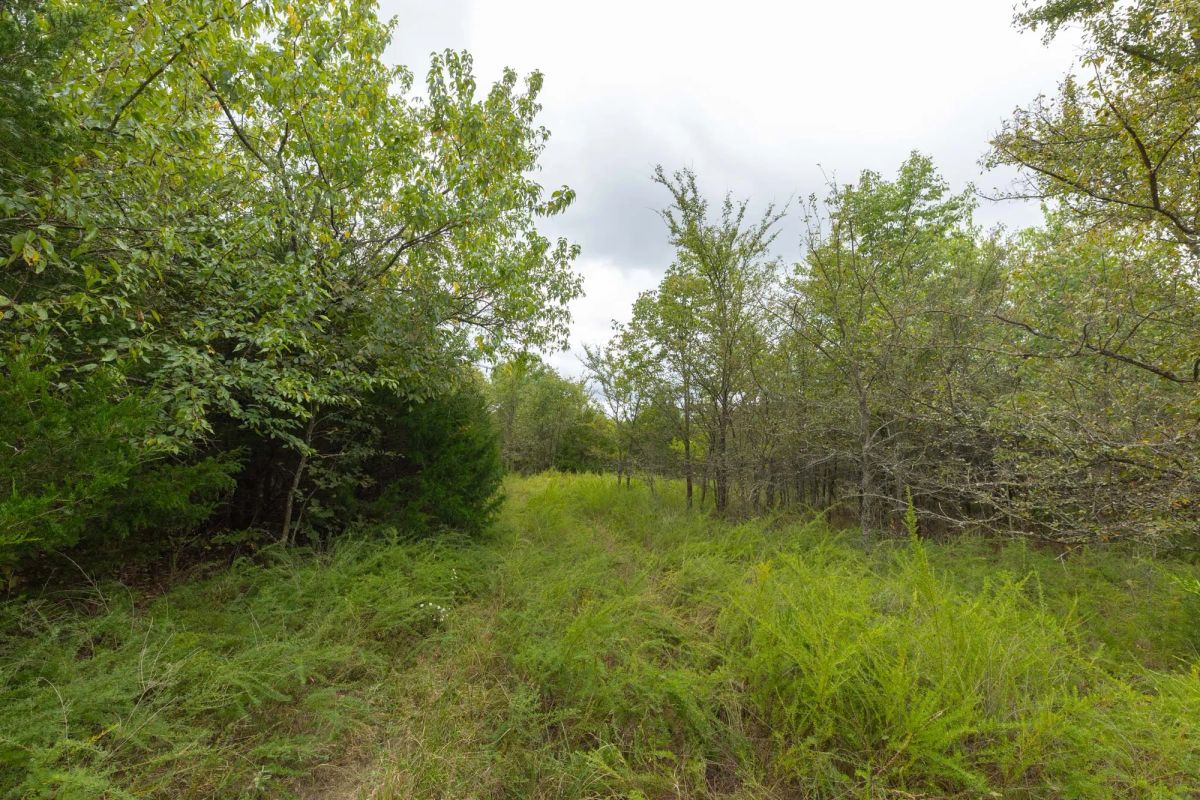 Decorative background for Reserves At Cattail Cove Phase II Tract 81 image 9