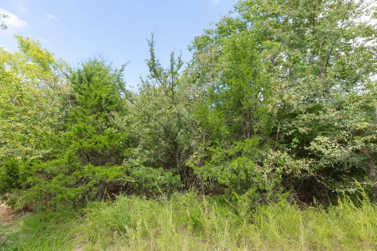 Decorative background for Reserves At Cattail Cove Phase II Tract 81 image 10