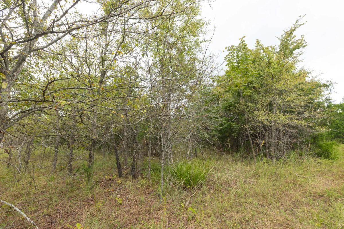 Decorative background for Reserves At Cattail Cove Phase II Tract 81 image 12