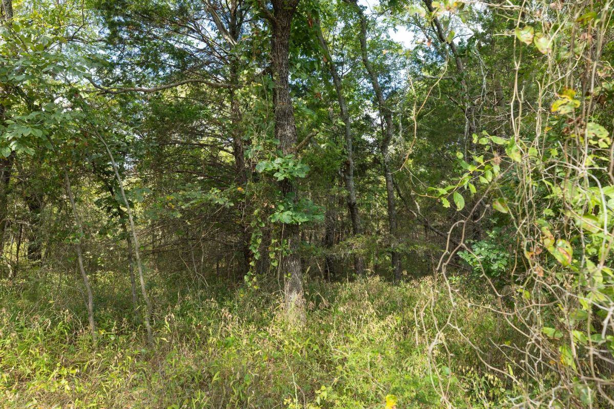 Decorative background for Reserves At Cattail Cove Phase II Tract 81 image 13