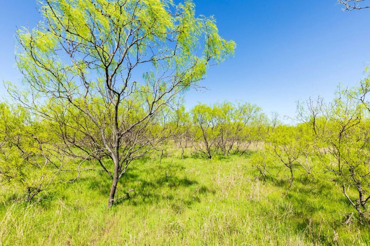 Hackberry Fields Tract 23 - Image 3