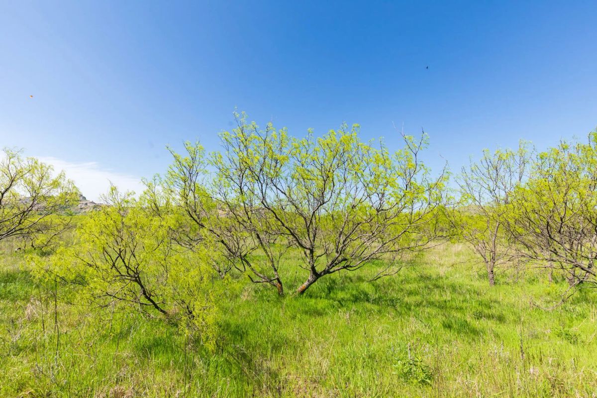 Decorative background for Hackberry Fields Tract 23 image 12
