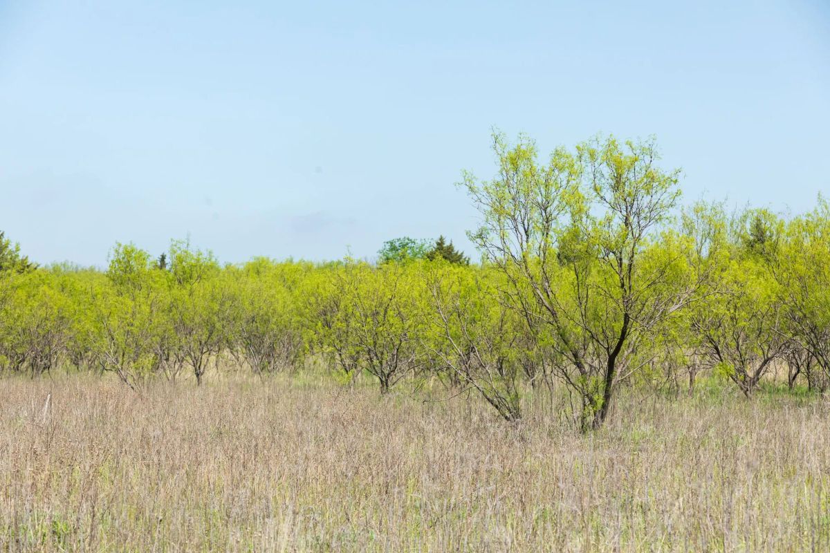 Decorative background for Hackberry Fields Tract 23 image 16