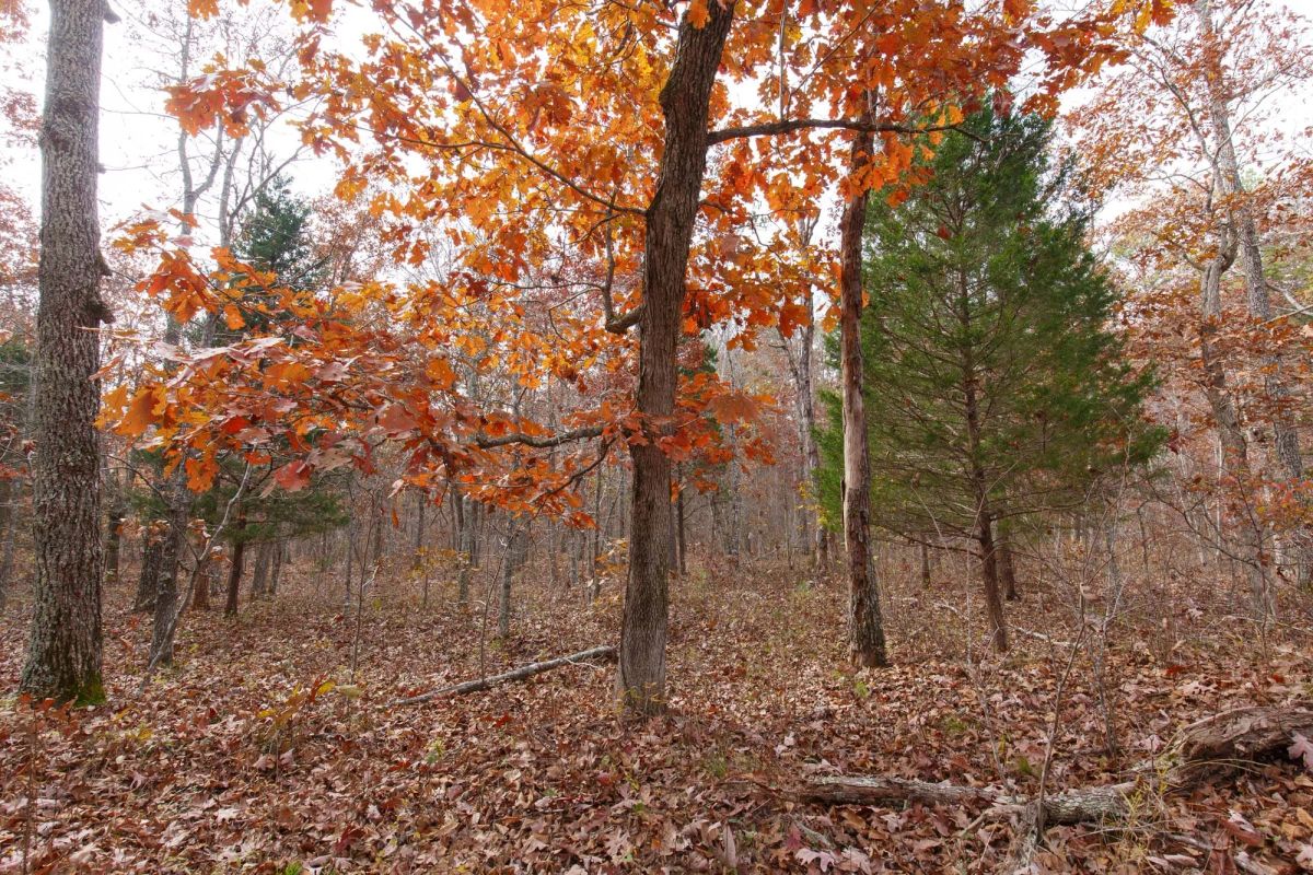 Hawkcrest Tract 45 - Image 3