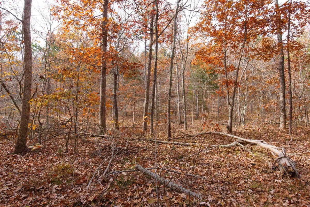 Decorative background for Hawkcrest Tract 45 image 7