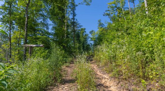Creek Hollow Phase II Tract 78 in Rockcastle County, KY