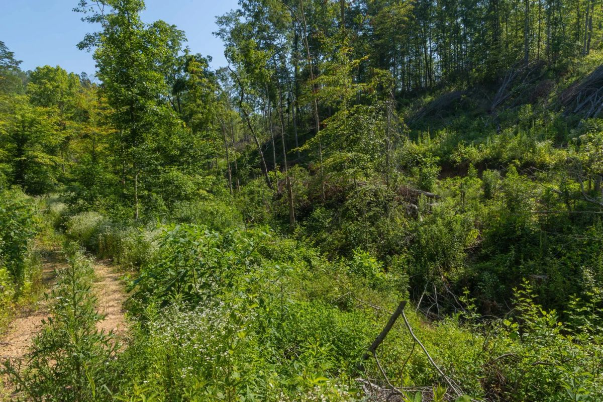 Creek Hollow Phase II Tract 78 - Image 4