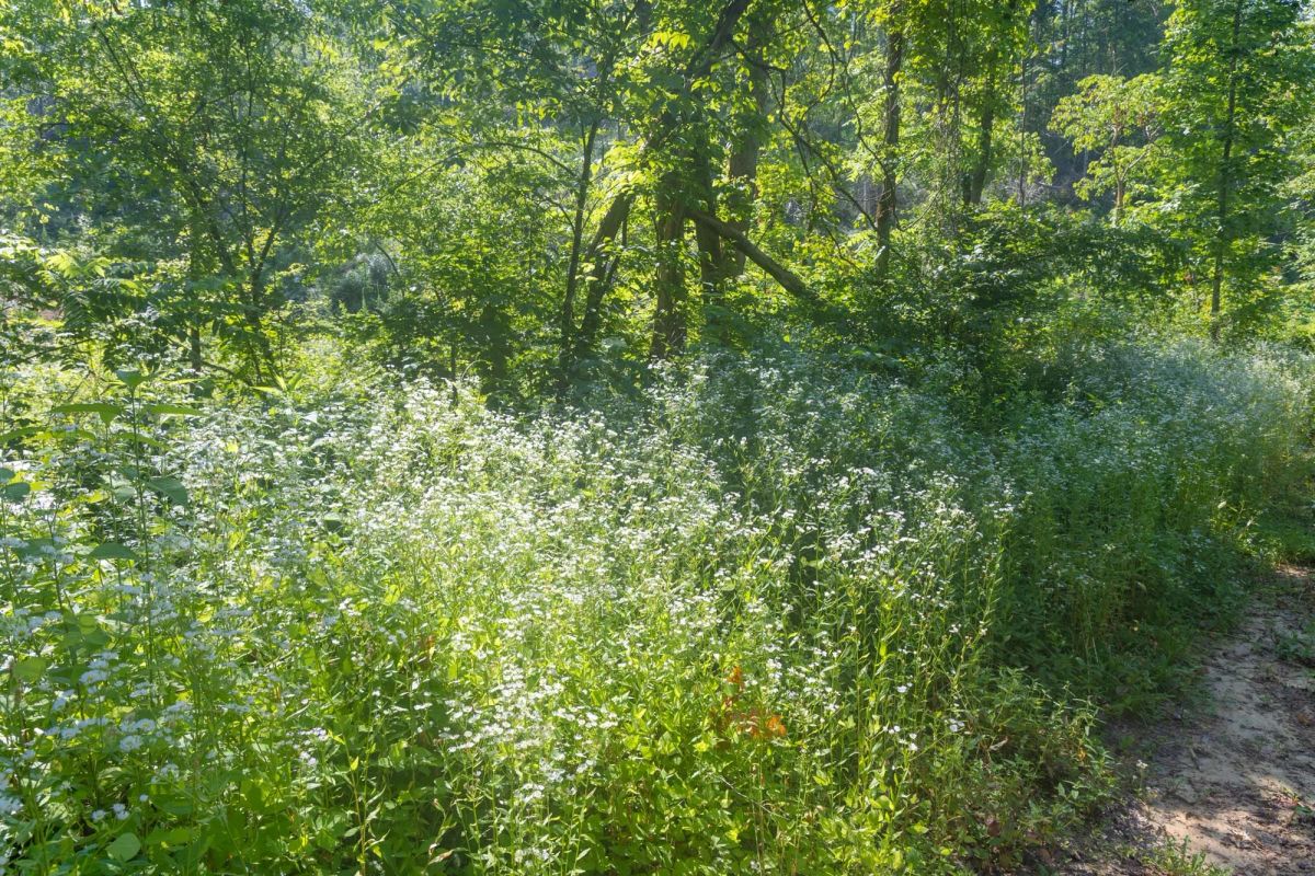 Decorative background for Creek Hollow Phase II Tract 78 image 5