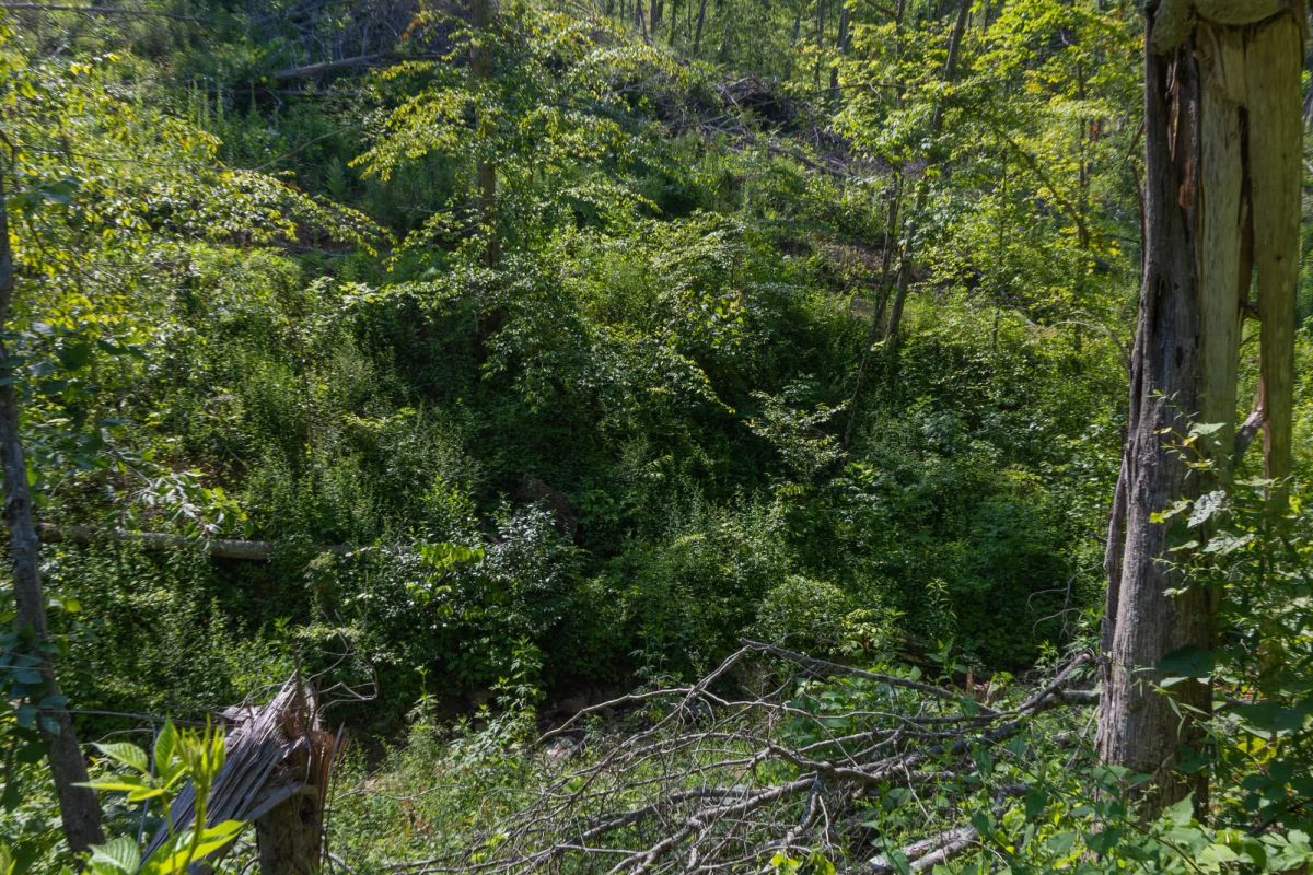 Decorative background for Creek Hollow Phase II Tract 78 image 6