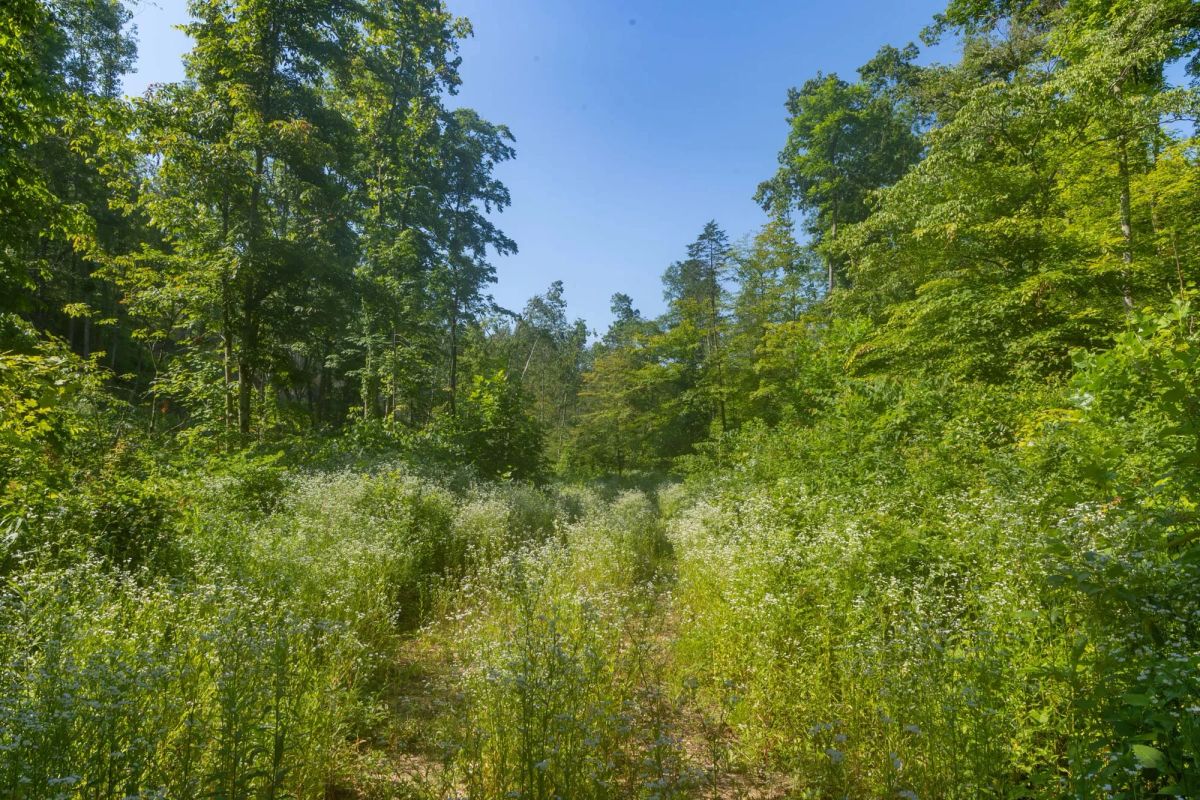 Decorative background for Creek Hollow Phase II Tract 78 image 7