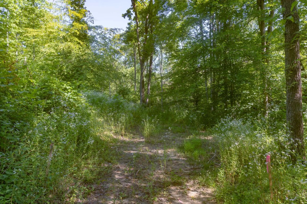 Decorative background for Creek Hollow Phase II Tract 78 image 8