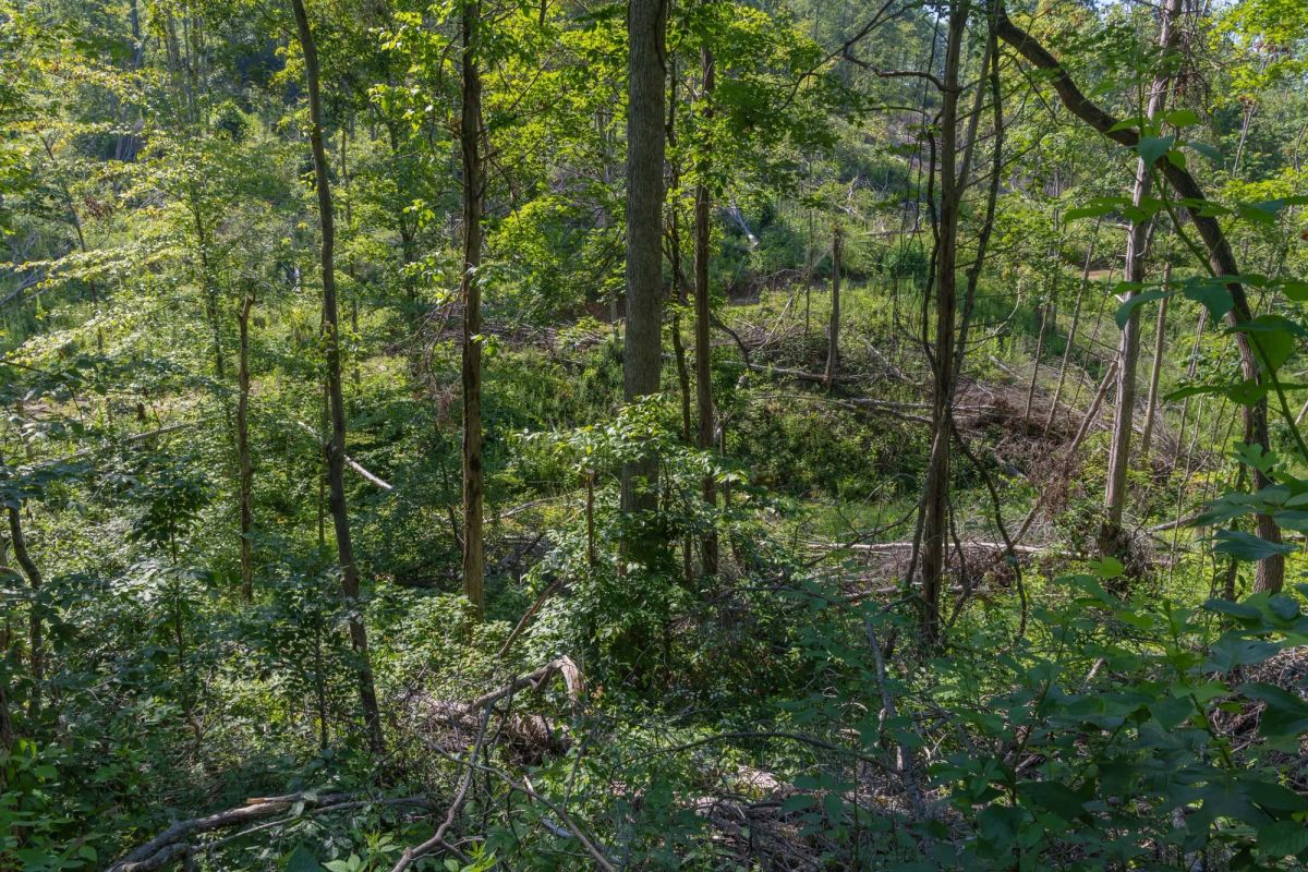 Decorative background for Creek Hollow Phase II Tract 78 image 9