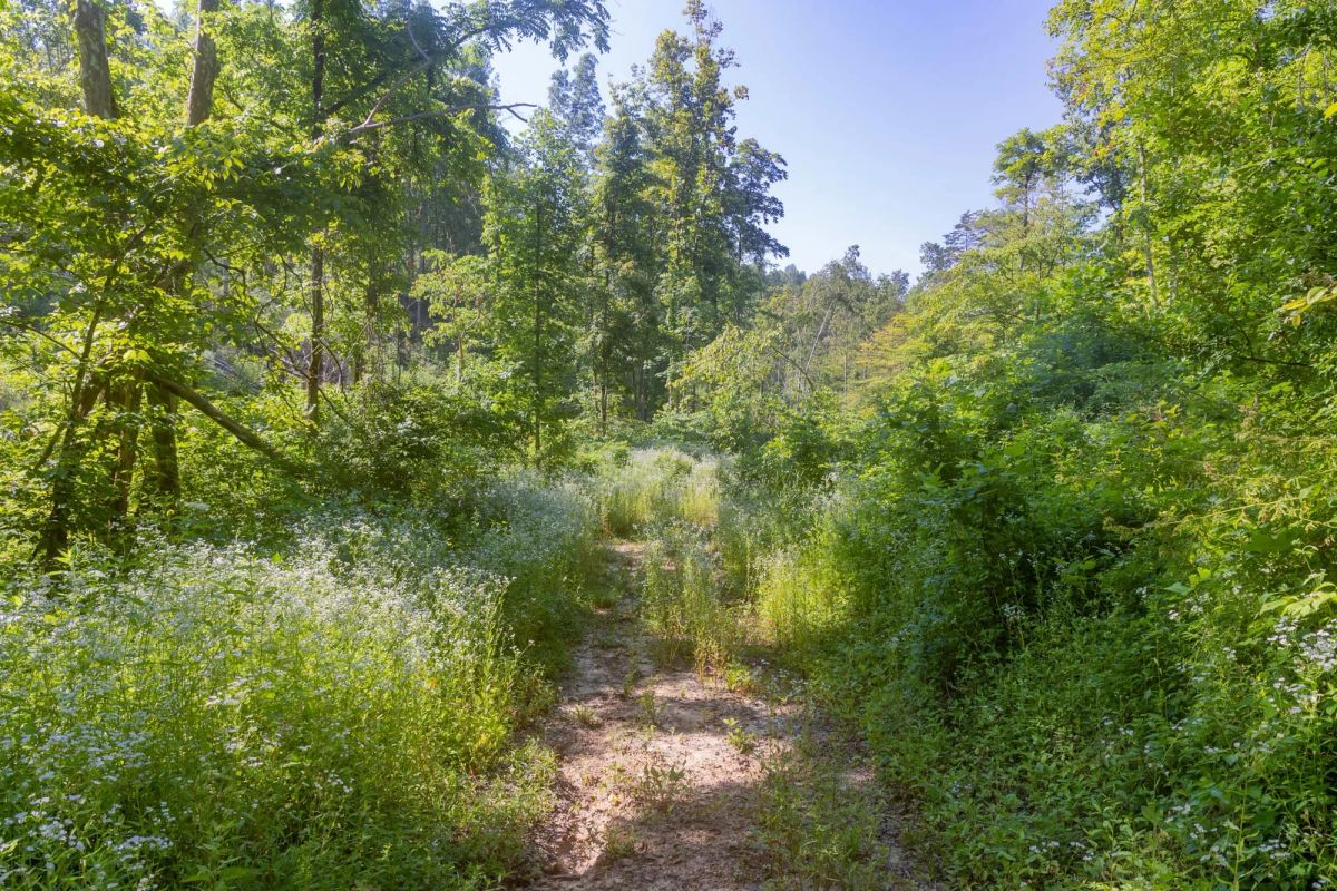 Decorative background for Creek Hollow Phase II Tract 78 image 10