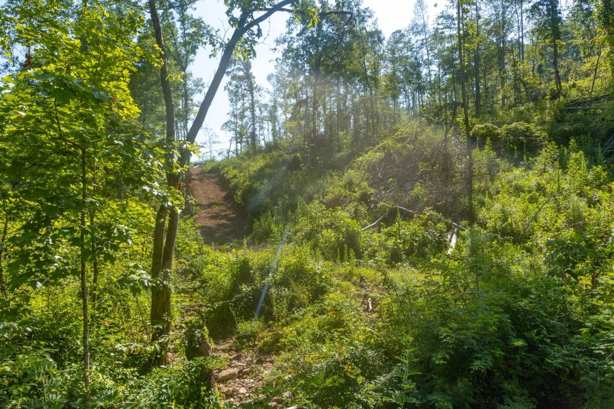 Decorative background for Creek Hollow Phase II Tract 78 image 11