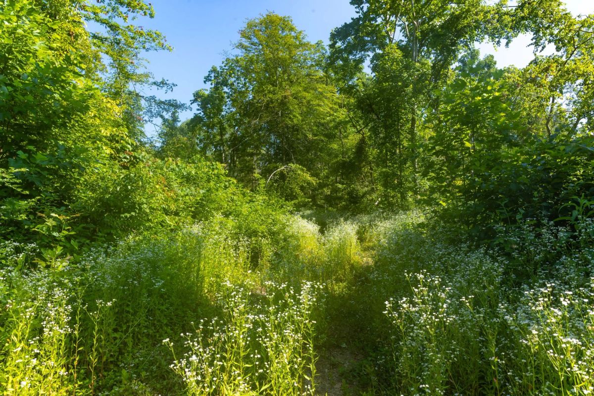 Decorative background for Creek Hollow Phase II Tract 78 image 12