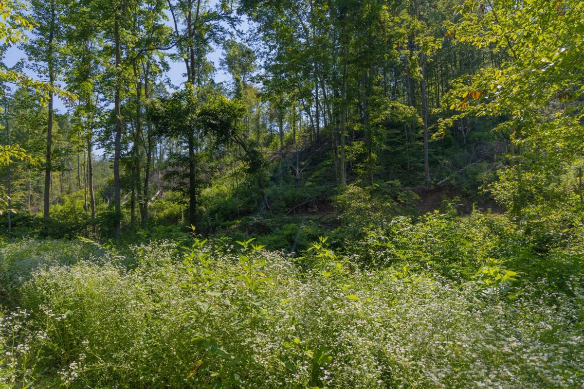 Decorative background for Creek Hollow Phase II Tract 78 image 13