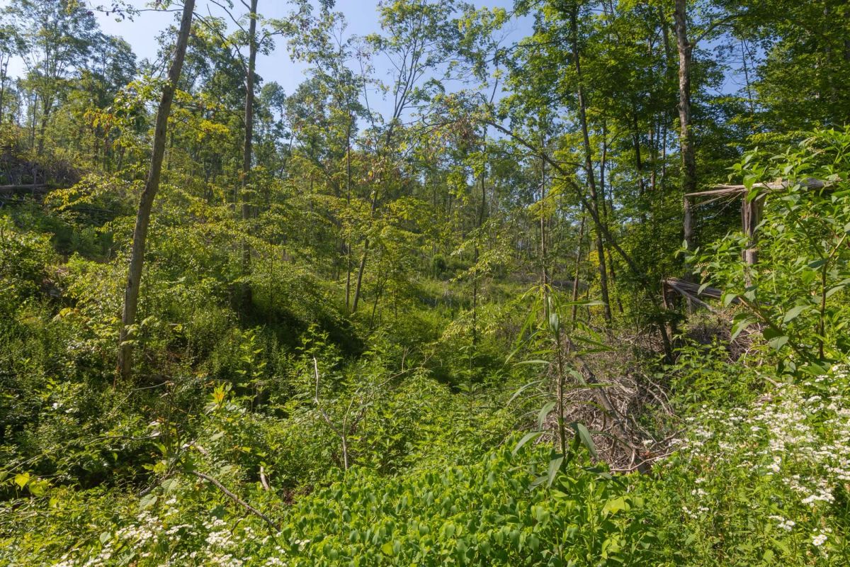 Decorative background for Creek Hollow Phase II Tract 78 image 14