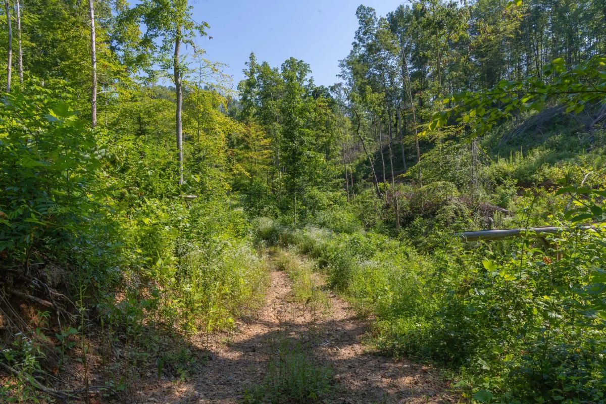 Decorative background for Creek Hollow Phase II Tract 78 image 15